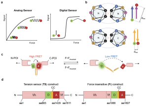 Digital and Tunable Genetically Encoded Tension Sensors Based on Engineered Coiled-Coils