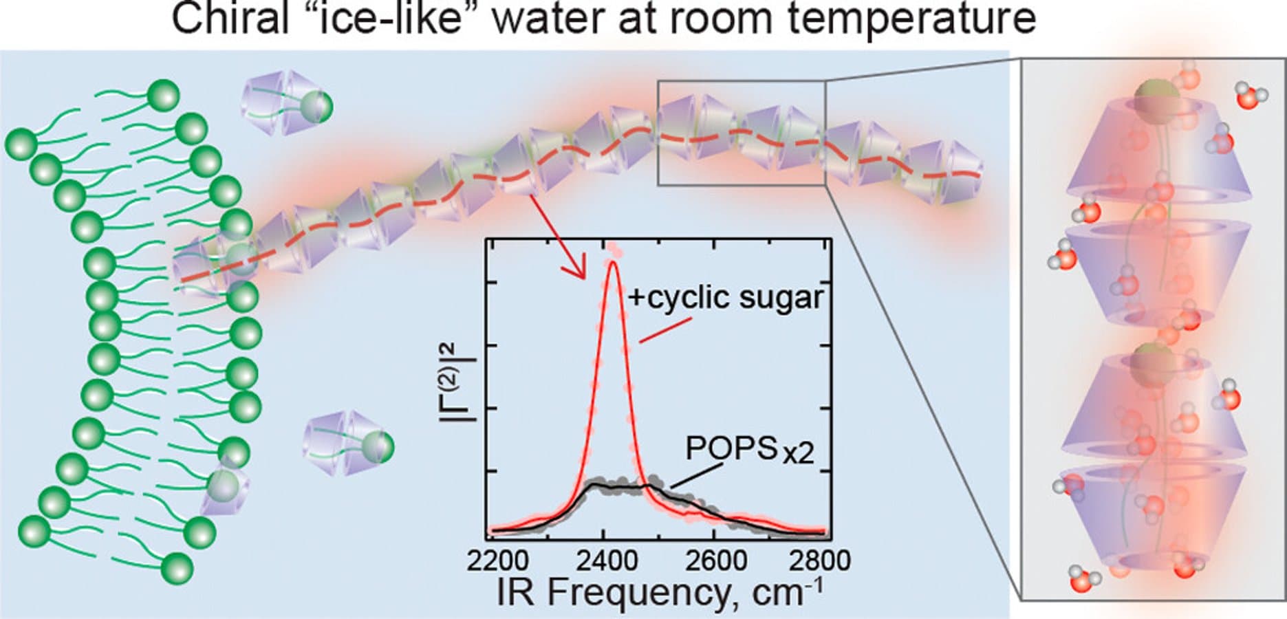 Interfacial Self-Assembly of Sugars at Nanoscale Membranes Leads to Micron-Scale, Spectroscopically Ice-Like Chiral Suprastructures of Water