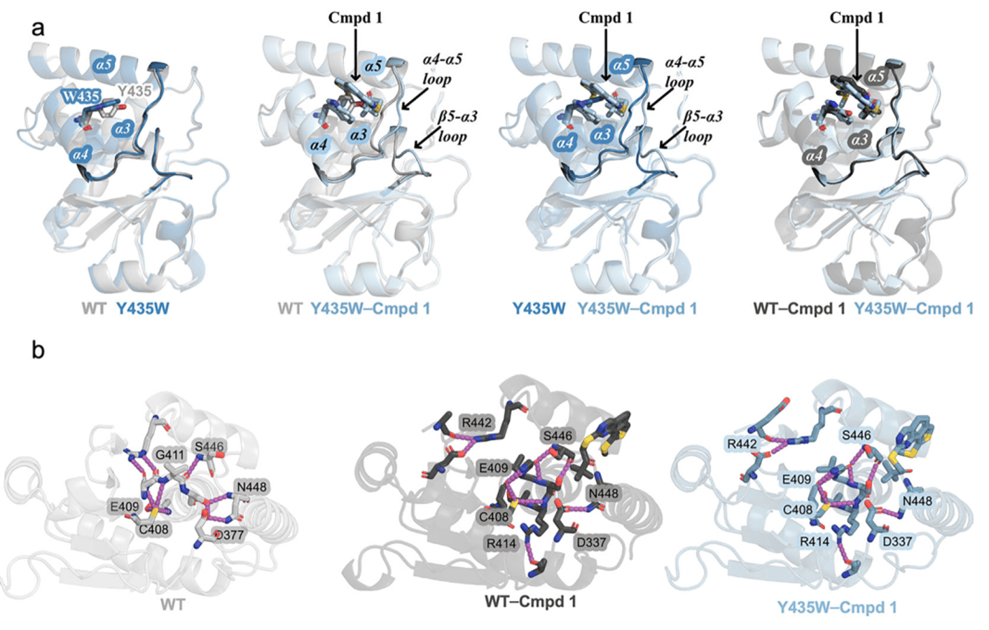 Dynamic and structural insights into allosteric regulation on MKP5 a dual-specificity phosphatase