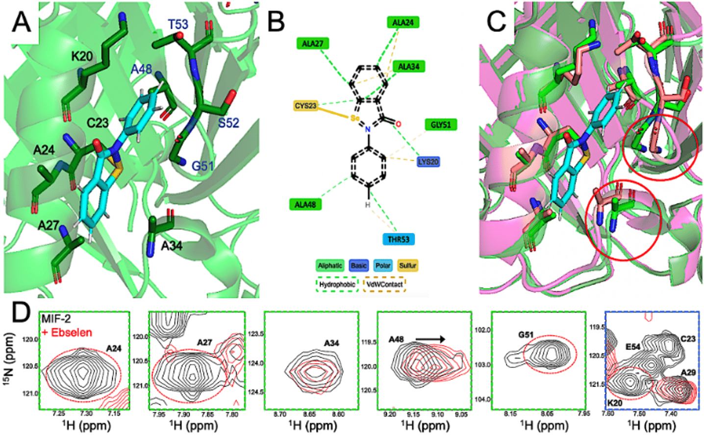 Allosteric Modulation of MIF-2 Structure, Catalysis, and Biological Signaling via Cysteine Residues and a Small Molecule, Ebselen