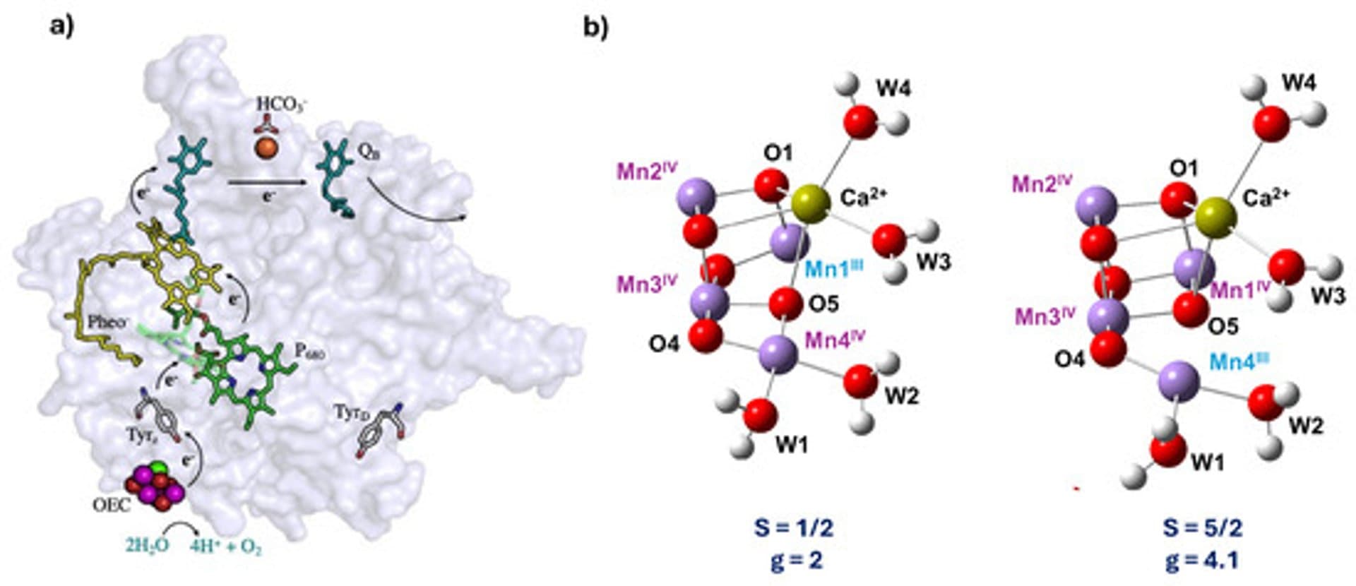 Binding of Acetate in the S2 State of the Oxygen-Evolving Complex in Photosystem II