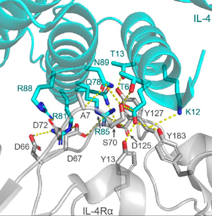 Crystal structure and molecular dynamics simulations of rademikibart Fab-IL-4Rα complex reveal biochemical basis for next-generation potent IL-4Rα inhibition in type 2 allergic and inflammatory diseases