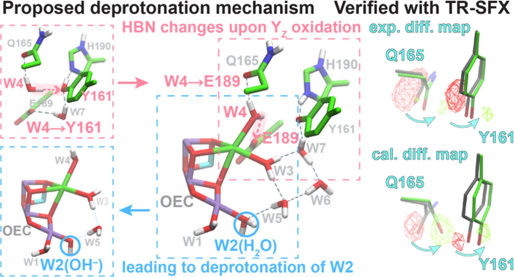 Mechanism of Tyrosine-Driven Deprotonation in Photosystem II Revealed by Multiscale Simulations